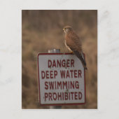 ケストレル ポストカード (正面)