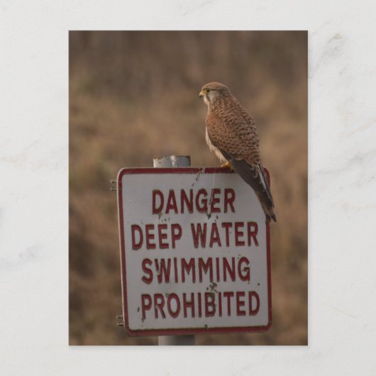 ケストレル ポストカード (正面)