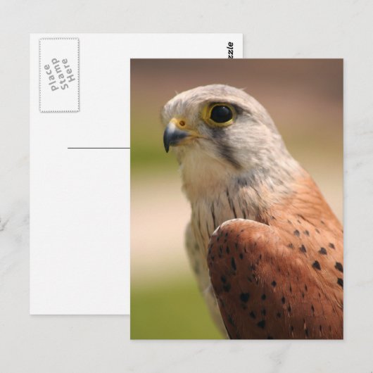 ケストレル ポストカード (正面/裏面)