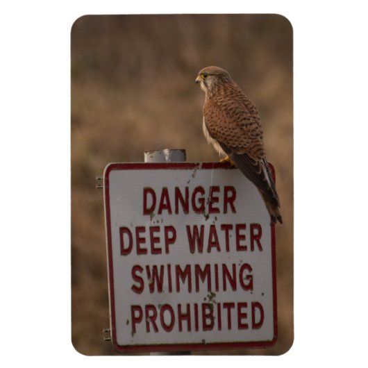 ケストレル マグネット (縦)