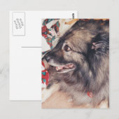 ケスホンドはがき ポストカード (正面/裏面)