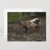 ケツを着た豚 ポストカード (正面/裏面)