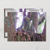 ケツァロトゥス – 恐学竜 – カード (正面/裏面)