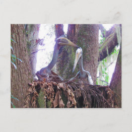 ケツァロトゥス – 恐学竜 – カード