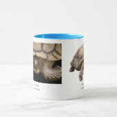 ケヅメリクガメ マグカップ (中央)