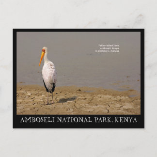 ケニアのアンボセリ国立公園、黄色いコウノトリ ポストカード