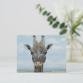 ケニアのギラフェ ポストカード (スタンド正面)