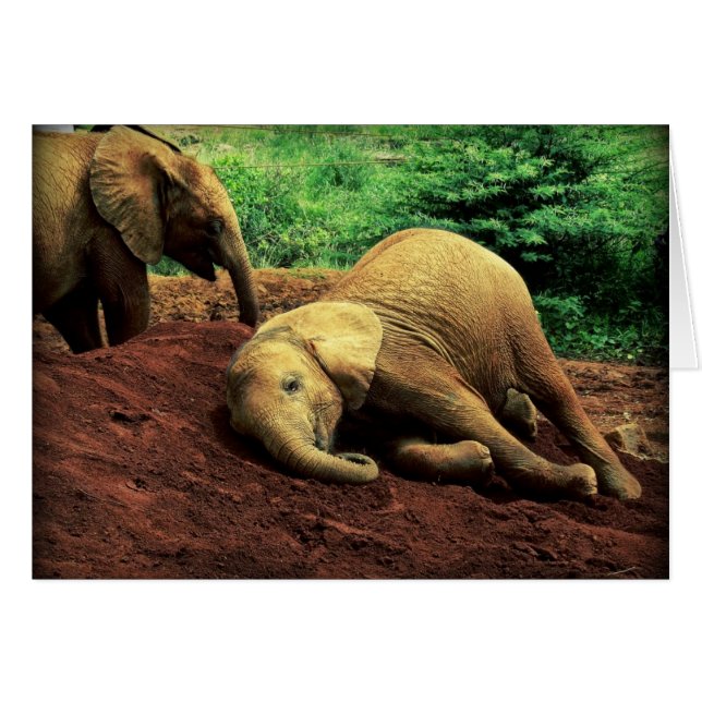 ケニアのゾウ (正面横)