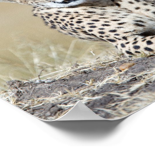 ケニアのマサイマラで撮影 ポスター (角)