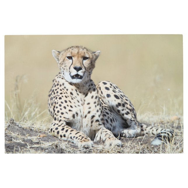 ケニアのマサイマラで撮影 メタルプリント (正面)