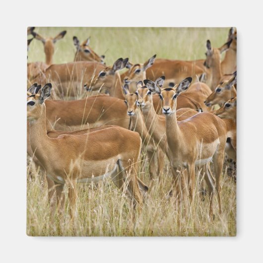 ケニアのマサイマラにいるメスのインパラの群れ マグネット (正面)