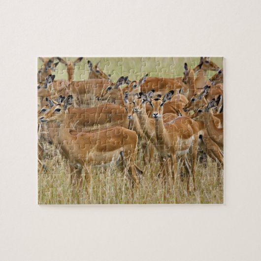 ケニアのマサイマラの女性インパラの群れ。 ジグソーパズル (横)