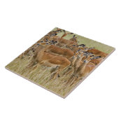 ケニアのマサイマラの女性インパラの群れ。 タイル (側面)