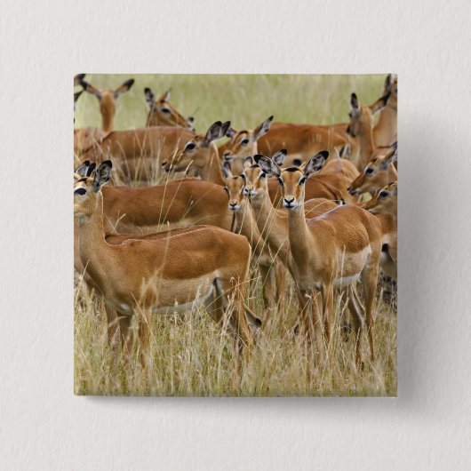 ケニアのマサイマラの女性インパラの群れ。 缶バッジ (正面)