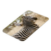 ケニアのメル国立公園のシマウマ マグネット (左側)