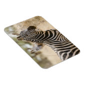 ケニアのメル国立公園ゼブラ。 マグネット (右側)