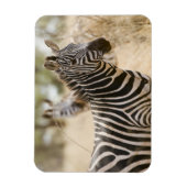 ケニアのメル国立公園ゼブラ。 マグネット (縦)