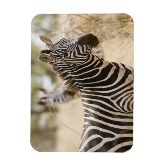 ケニアのメル国立公園ゼブラ。 マグネット (縦)