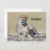 ケニアの写真のマサイマラでチータ ポストカード (正面/裏面)