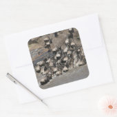 ケニアの荒野 スクエアシール (封筒)