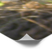 ケニアの雌ライオン 見張り ポスター (角)