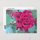 ケニアバラはがき ポストカード (正面/裏面)