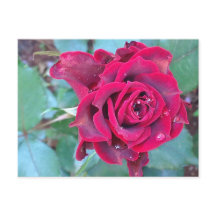 ケニアバラはがき