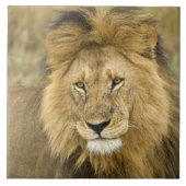 ケニアマサイマラ タイル (正面)