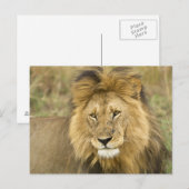 ケニアマサイマラ ポストカード (正面/裏面)