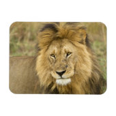 ケニアマサイマラ マグネット (横)