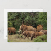 ケニア：アフリカのタバオ東国立公園 ポストカード (正面/裏面)