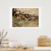 ケニア・アフリカ動物のライオン ポスター (キッチン)