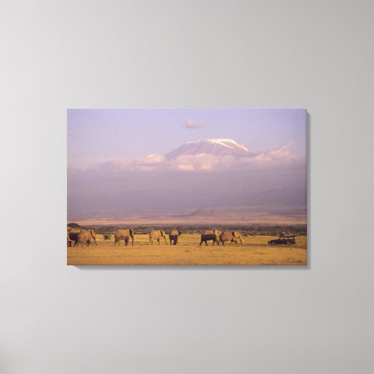 ケニア：アンボセリ国立公園、ゾウ キャンバスプリント (正面)