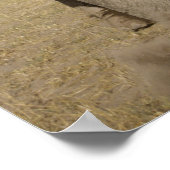 ケニア:アンボセリ国立公園、雄ゾウ ポスター (角)