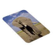 ケニア:アンボセリ国立公園、雄ゾウ マグネット (右側)