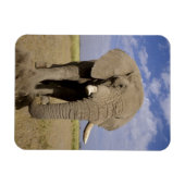 ケニア:アンボセリ国立公園、雄ゾウ マグネット (横)