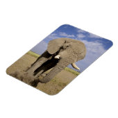 ケニア:アンボセリ国立公園、雄ゾウ マグネット (左側)