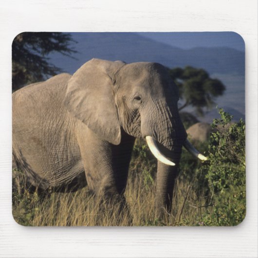 ケニア：アンボセリ、雄のアフリカゾウ マウスパッド (正面)