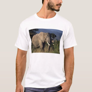 ケニア:アンボセリ、雄のアフリカゾウ Tシャツ