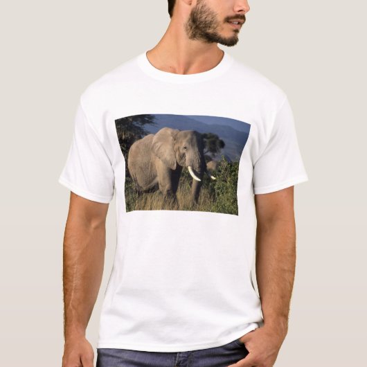 ケニア:アンボセリ、雄のアフリカゾウ Tシャツ (正面)
