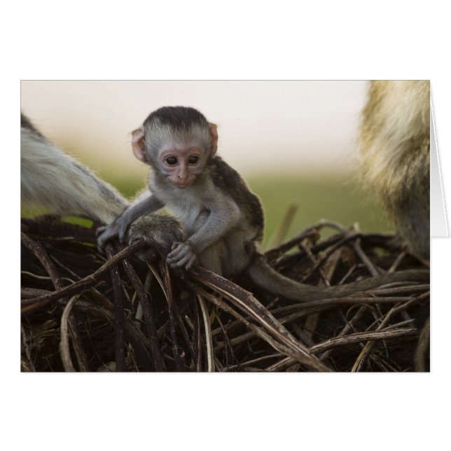 ケニア、サンブルゲームリザーブ。 Vervet Monkey (正面横)
