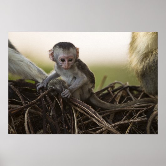 ケニア、サンブルゲームリザーブ。 vervet monkey ポスター (正面)