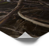 ケニア、サンブル保護区。ベルベット・モンキー ポスター (角)