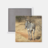 ケニア・サンブル国立保護区 マグネット (正面/裏面)