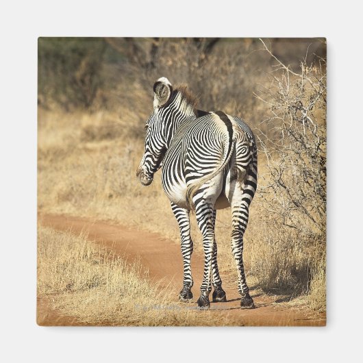 ケニア・サンブル国立保護区 マグネット (正面)