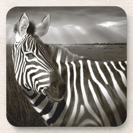 ケニア。ゼブラとプレーンの白黒。 コースター (正面)
