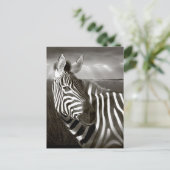 ケニア。ゼブラとプレーンの白黒。 ポストカード (スタンド正面)