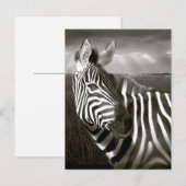 ケニア。ゼブラとプレーンの白黒。 ポストカード (正面/裏面)