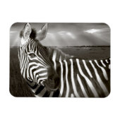ケニア。ゼブラとプレーンの白黒。 マグネット (横)