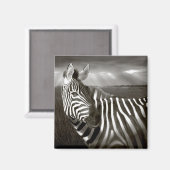 ケニア。ゼブラとプレーンの白黒。 マグネット (正面/裏面)